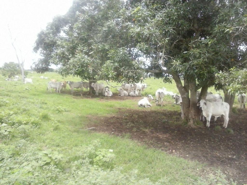 FINCA DE 64 HECTAREAS