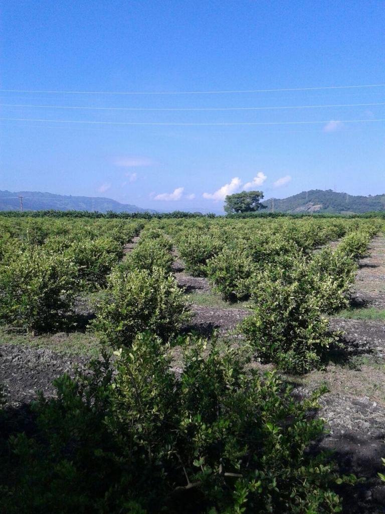 2500 Matas de Limón en plena producción sembradas en Varias Hectareas de Tierra