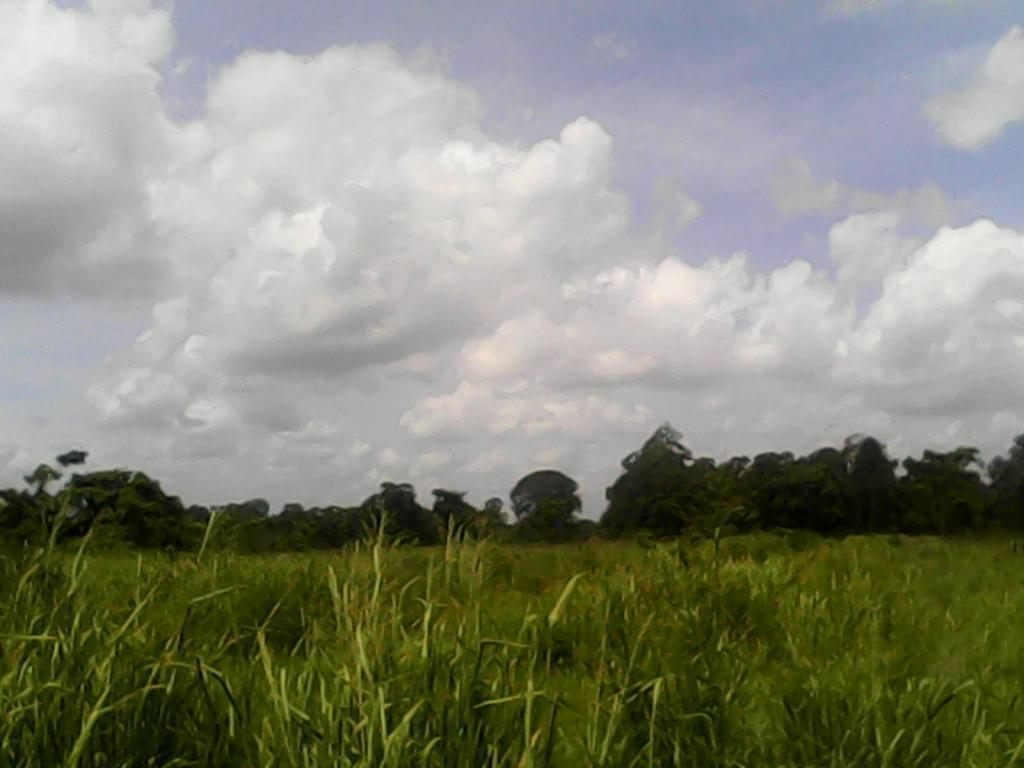 Finca de 500 Hectáreas de Terrenos aptos para la Agricultura y la Ganaderia, en Agua Clara Maturin