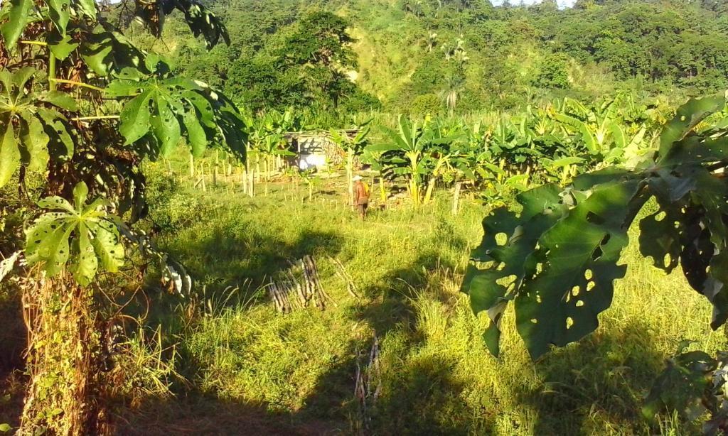 6 hectarias en pleno barinitas 100 fertiles