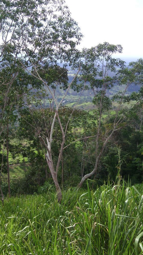 Vendo Finca de 3.5 Hectáreas