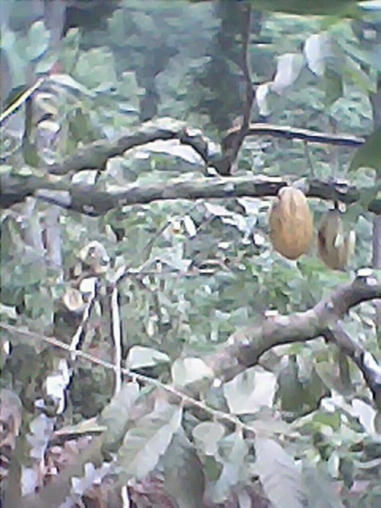 Vendo Finca Siembra Cacao en Tucani Via