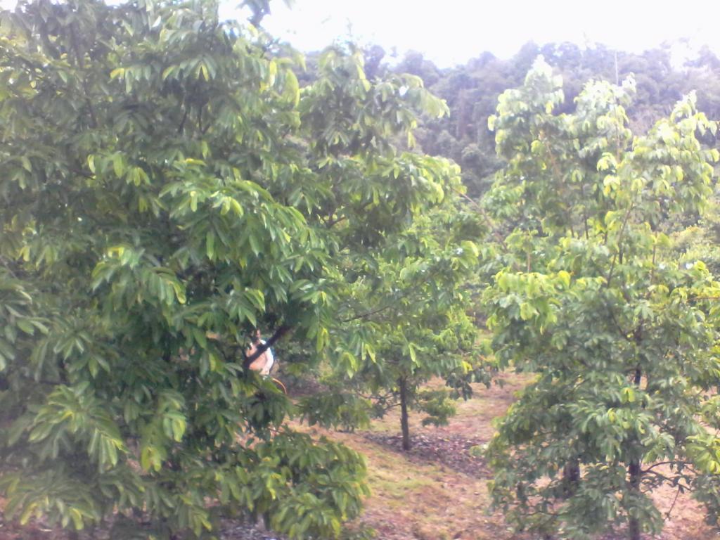 Finca 23hs 2000 arboles de Guanabana, 1500 cambures