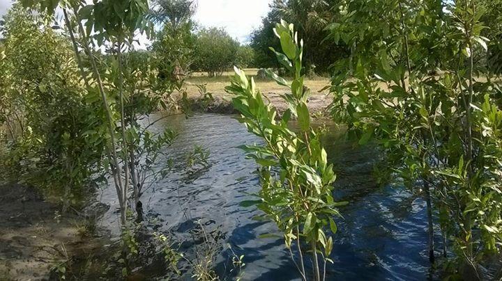 Vendo fundo de 150 hectáreas en cinaruco con dos lagunas un riachuelo un manantial