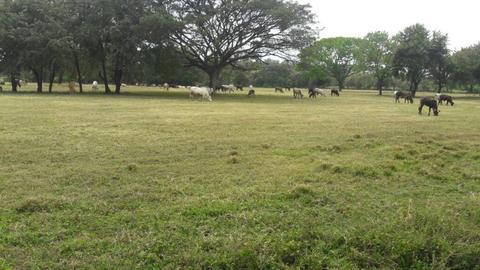 Finca en el Municipio tinaco Estado