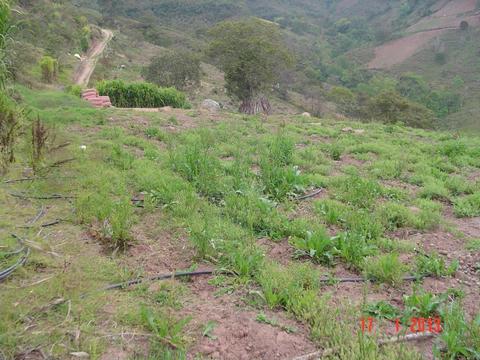 SE VENDE HERMOSA FINCA DE 41,5 HECTÁREAS EXCELENTE CLIMA