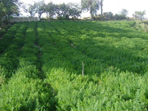 En Venta Terreno Agricola de 1.2 Hectareas en Mucuruba, Merida
