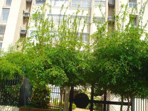 Apartamento en Venta en La Paragua, , VE RAH: 1714842