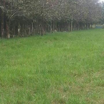 Se Vende Finca de 33 Hectáreasen Socopo