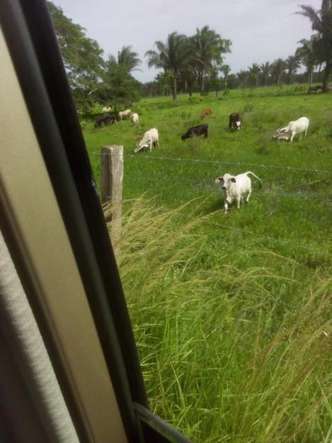 FINCA DE 30 HECTÁREAS POR LA ISLA DE BETANCUORT